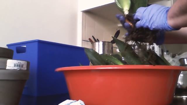 REPOTTING SANSEVIERIA WHITNEY SILVER FLAME ❤