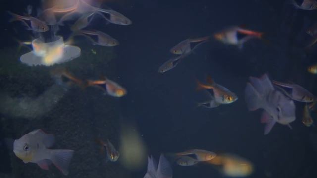 MY TOP 7 BEST AQUARIUM FISH FOR 20 GALLON AQUARIUMS смотреть онлайн
