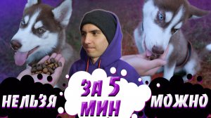 Как научить щенка команде НЕЛЬЗЯ и команде МОЖНО за 5 минут