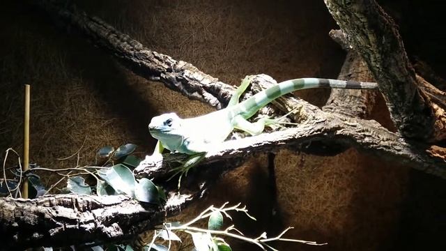 Fidschi Leguane Fütterung / Brachylophus Fasciatus Feeding смотреть онлайн