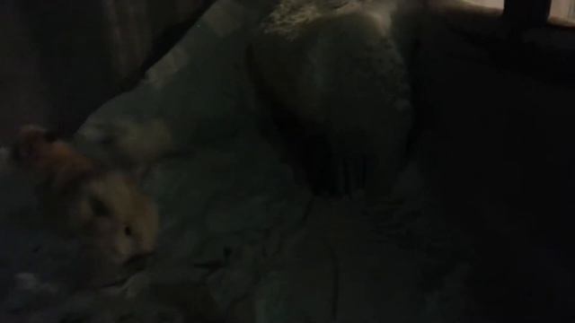 Собака и песец.mp4 смотреть онлайн