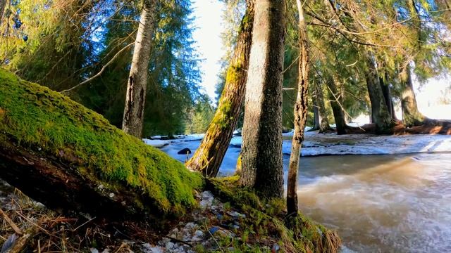 Звук реки для сна и медитации, расслабляющие звуки природы, звуки леса, шум воды. смотреть онлайн