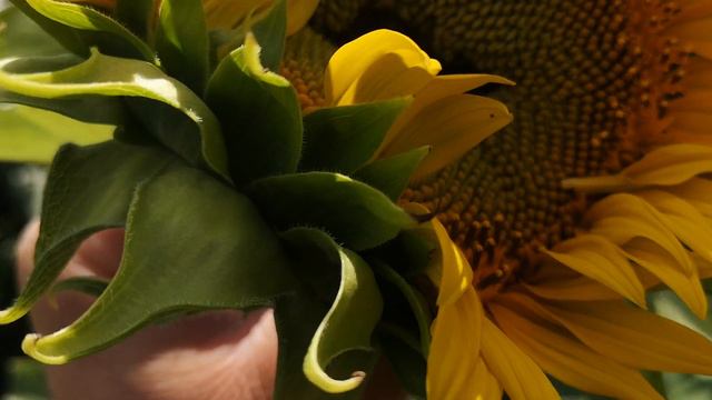 соняшник Сінгента Алькантара зацвів і його щось жре??? що це??? шалений_тракторист смотреть онлайн