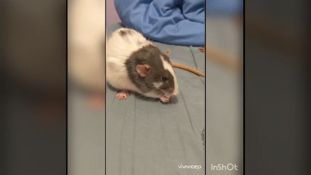 World War One (Rat edition) смотреть онлайн