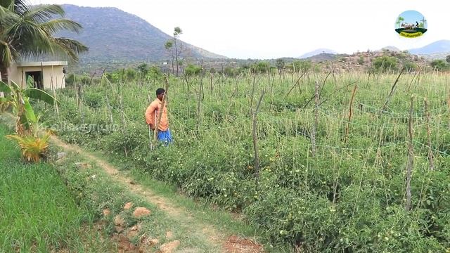 சிவம் ரக ?தக்காளியில் நல்ல விளைச்சல் பெற பராமரிப்பு முறை ஓர் தெளிவான பார்வையில் | Dr.விவசாயம்? смотреть онлайн