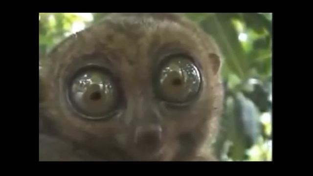 Лемур глаза ми ми ми the lemur was frightened смотреть онлайн