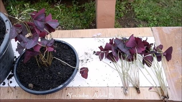 How to Divide and Propagate Oxalis Triangularis + Care Tips (Purple Shamrock ) смотреть онлайн