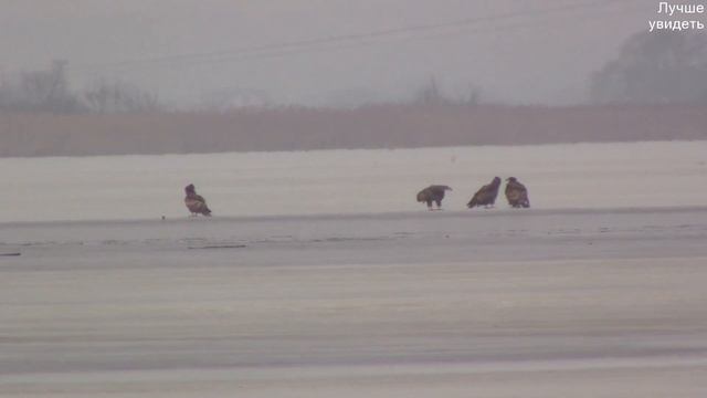Молодые орланы-белохвосты на Белгородском водохранилище || White-Tailed Eagles смотреть онлайн
