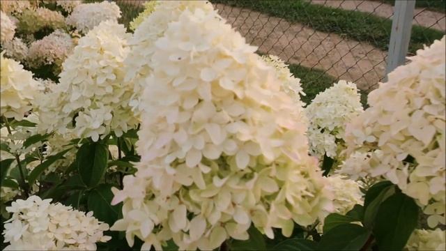 ГОРТЕНЗИИ С ПУДРОВЫМИ И НЕЖНО - РОЗОВЫМИ ОТТЕНКАМИ- ФАВОРИТЫ САДА смотреть онлайн