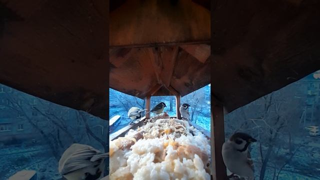 Жизнь кормушки.19.11.2023г. смотреть онлайн
