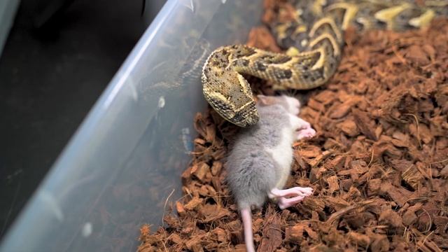 Puff Adder Live Feeding "Crazy Strike Must Watch" смотреть онлайн