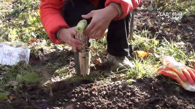 Посадка тюльпанов с помощью луковицесажалки смотреть онлайн