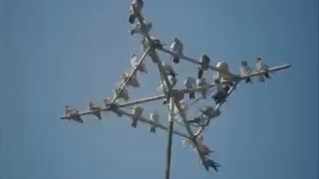 ВАЛЕРИЙ ШИНКАРЕНКО ГОЛУБИ ЦЕЛУЮТСЯ НА КРЫШЕ