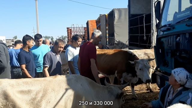 Узынагаш малбазар неге сондай? 🔥🔥18 июля 2021 г.