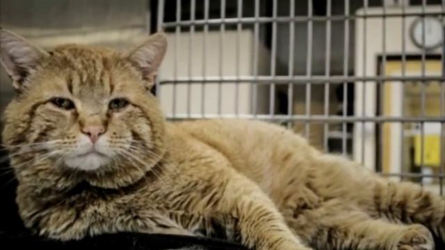 Огромный рыжий кот очутился в приюте и вдруг заговорил с людьми! Верится с трудом смотреть онлайн