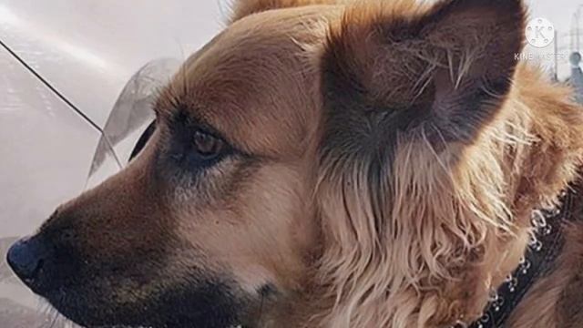 Хозяин высадил собаку из машины и уехал. Она бежала вслед за авто, не понимая, что ее предали смотреть онлайн