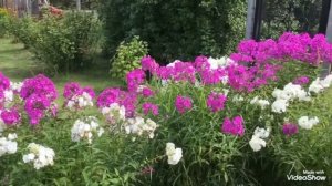 Моя любимая дача. Цветник перед домом.