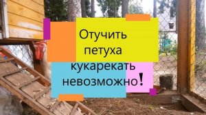 Как заткнуть петуха? Петух кукарекует громко.