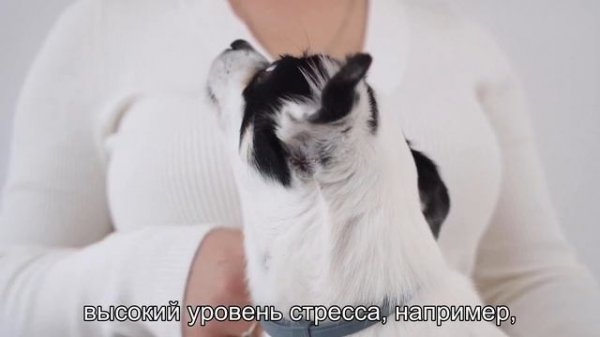 Почему собаки грызут лапы? Шокирующая правда