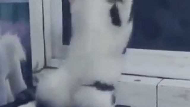 Танец кошек смотреть онлайн