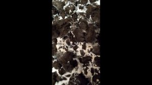 Выращиваем шампиньоны дома!