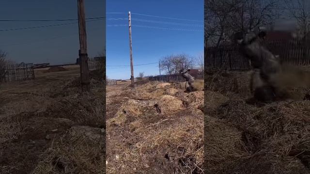 КОГДА ОТПРАШИВАЕШЬСЯ У РОДИТЕЛЕЙ #shorts смотреть онлайн