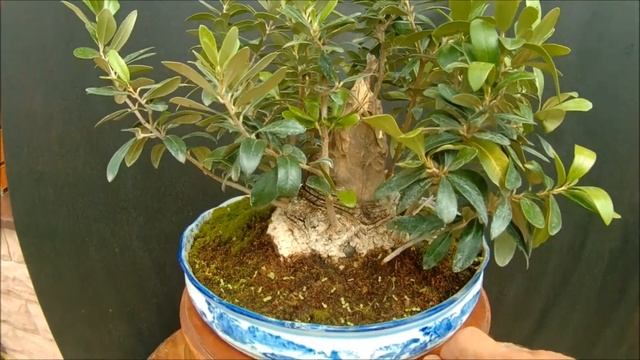 2020 лето бонсай Олива Olea europaea смотреть онлайн