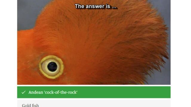Animal Eyes Quiz: Can You Identify an Animal By Its Eye? смотреть онлайн