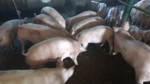 ПЕРВАЯ ВЫКАЧКА КАНАЛИЗАЦИИ В СВИНАРНИКЕ. Робота Асенизатора.