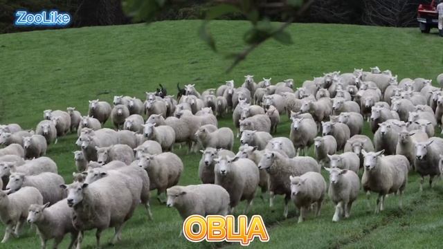 КАК ГОВОРИТ ОВЦА / ЗВУКИ БАРАНА ? #овца #баран #звуки_овцы #животные смотреть онлайн