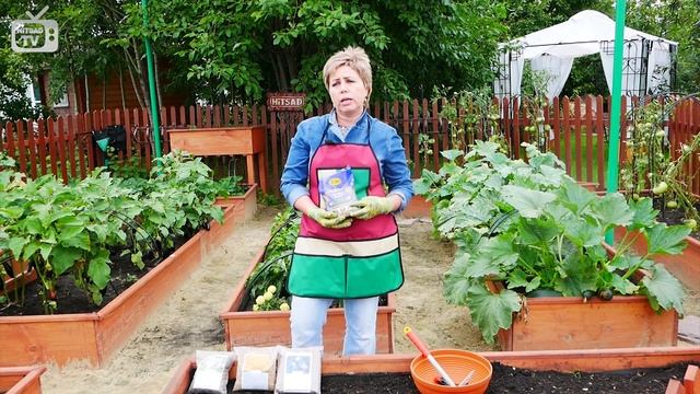 Сидераты осенью ? Органическое земледелие с  HitsadTV