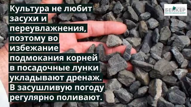 Малино-клубника (клубничная малина) – секреты выращивания смотреть онлайн