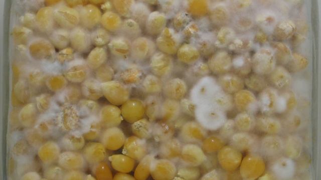 Panaeolus Tropicalis mycelium time lapse смотреть онлайн