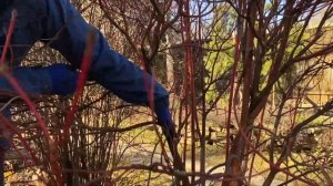 Как омолодить дерен