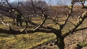 ОБРЕЗКА ПЕРСИКОВ. ФОРМИРОВАНИЕ «ЧАША»