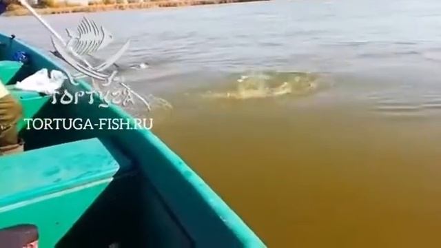 Астрахань Рыбалка п.Вышка смотреть онлайн