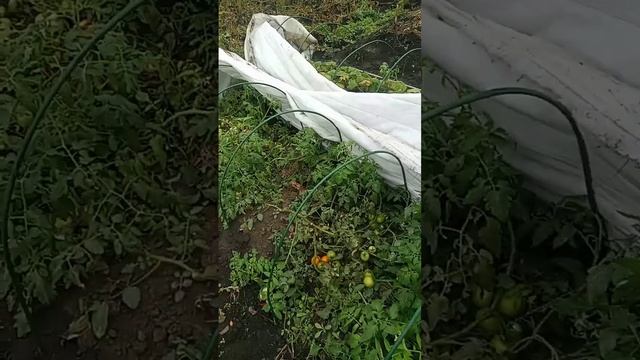 Термоукрывной материал 11.10.2023 часть5 смотреть онлайн