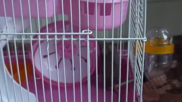 КЛЕТКА ДЛЯ ХОМЯЧКА. Обзор двух моделей под джунгариков. смотреть онлайн