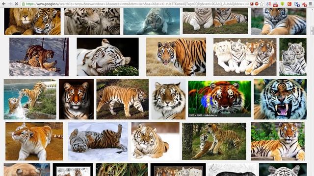 Как скачать картинку в интернете смотреть онлайн