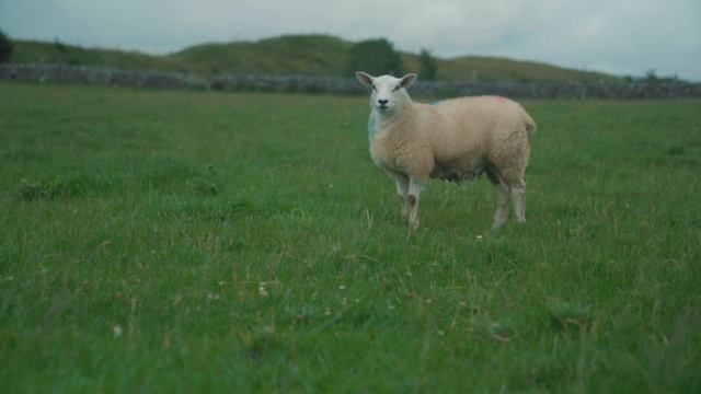 Texel sheep breeders - Castlemine Farm смотреть онлайн