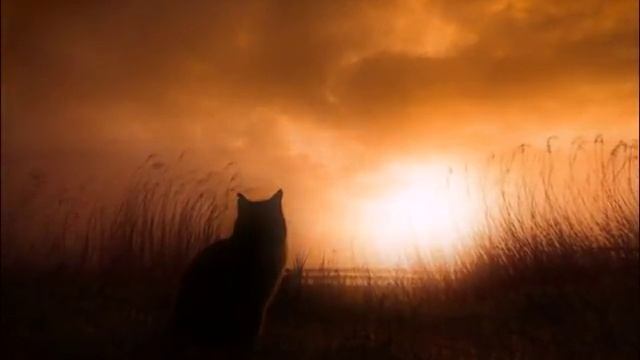 КАКИМ ОБРАЗОМ КОШКА ВИДИТ ОКРУЖАЮЩИЙ МИР HOW A CAT TO SEE THE WORLD смотреть онлайн
