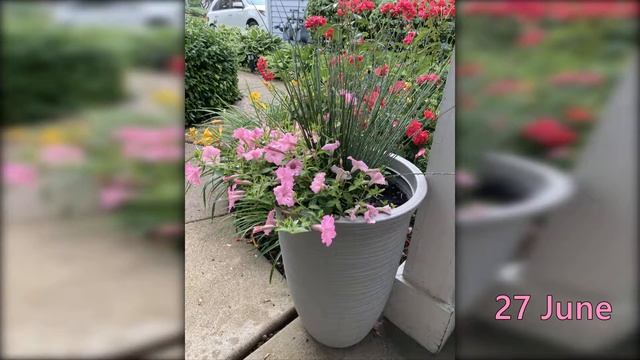 Supertunia Vista Bubblegum - Timelapse (Illinois Zone 5 Garden) смотреть онлайн