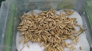 Как легко прорастить  овес для Морской Свинки и для Себя!