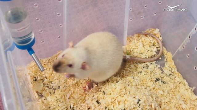 ДОМАШНИЕ КРЫСЫ - ТОНКОСТИ УХОДА И КАК УЖИВАЮТСЯ С ЕЖАМИ И СОБАКОЙ ? смотреть онлайн