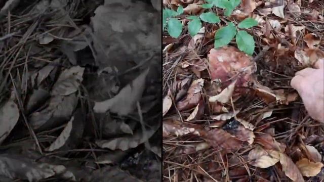 porcini di maggio boletus pinophilus ❤️ смотреть онлайн