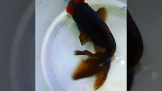 Goldfish (ponpon japon) смотреть онлайн