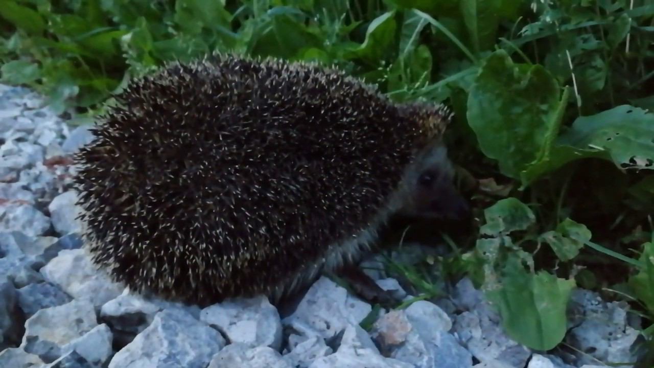 Встретили ежа. Ёж на даче. #NIK_72 смотреть онлайн