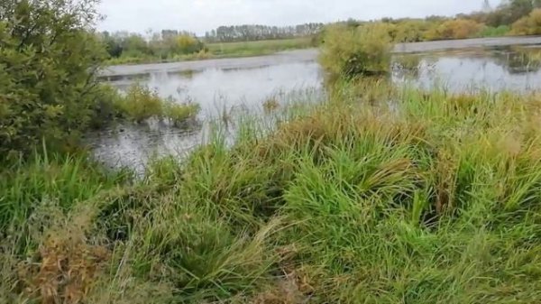 На болоте 🐠🦆🐟