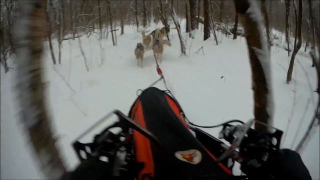 Нарты для езды на собаках.  Нарта Шаман 220