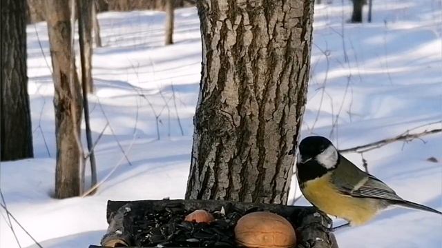 Поползень и синички. смотреть онлайн